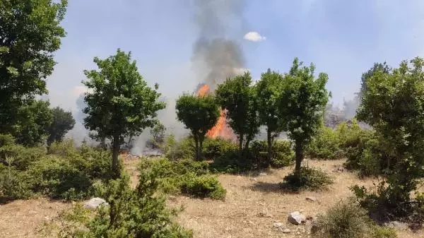 Bingöl'de orman yangını büyümeden söndürüldü Bingöl'de orman yangını büyümeden söndürüldü
