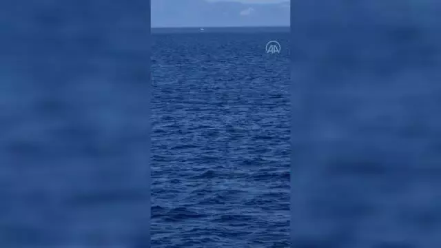 Bodrum açıklarında görüntülenen yunuslar görsel şölen sundu Bodrum açıklarında görüntülenen yunuslar görsel şölen sundu