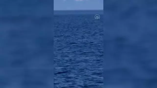 Bodrum açıklarında görüntülenen yunuslar görsel şölen sundu Bodrum açıklarında görüntülenen yunuslar görsel şölen sundu