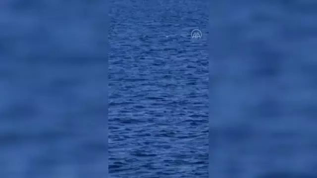 Bodrum açıklarında görüntülenen yunuslar görsel şölen sundu Bodrum açıklarında görüntülenen yunuslar görsel şölen sundu