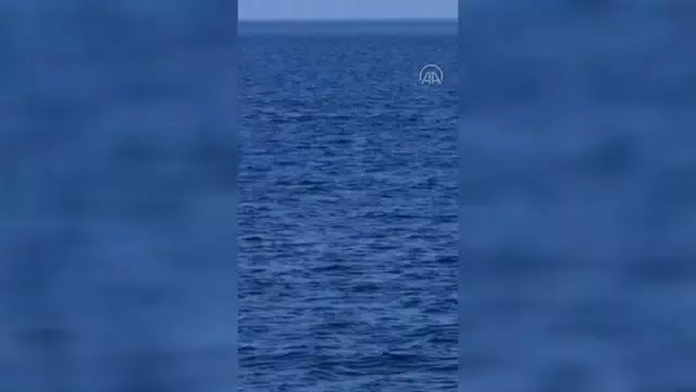 Bodrum açıklarında görüntülenen yunuslar görsel şölen sundu Bodrum açıklarında görüntülenen yunuslar görsel şölen sundu