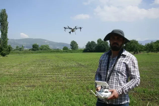 Çeltik tarlaları drone ile ilaçlanıyor Çeltik tarlaları drone ile ilaçlanıyor