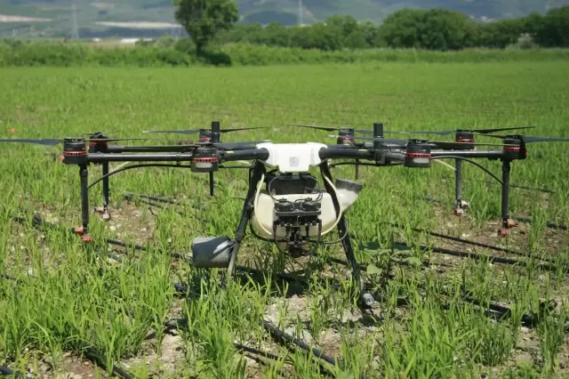 Çeltik tarlaları drone ile ilaçlanıyor Çeltik tarlaları drone ile ilaçlanıyor