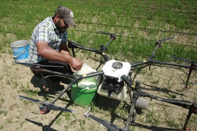 Çeltik tarlaları drone ile ilaçlanıyor Çeltik tarlaları drone ile ilaçlanıyor