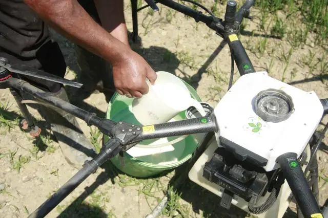 Çeltik tarlaları drone ile ilaçlanıyor Çeltik tarlaları drone ile ilaçlanıyor
