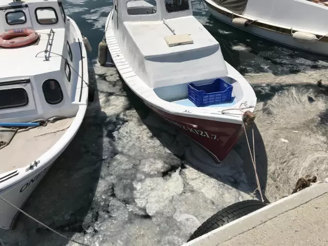 Çanakkale Boğazı'nda müsilaj yoğunluğu sürüyor Çanakkale Boğazı'nda müsilaj yoğunluğu sürüyor