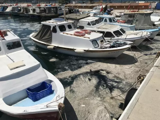 Çanakkale Boğazı'nda müsilaj yoğunluğu sürüyor Çanakkale Boğazı'nda müsilaj yoğunluğu sürüyor
