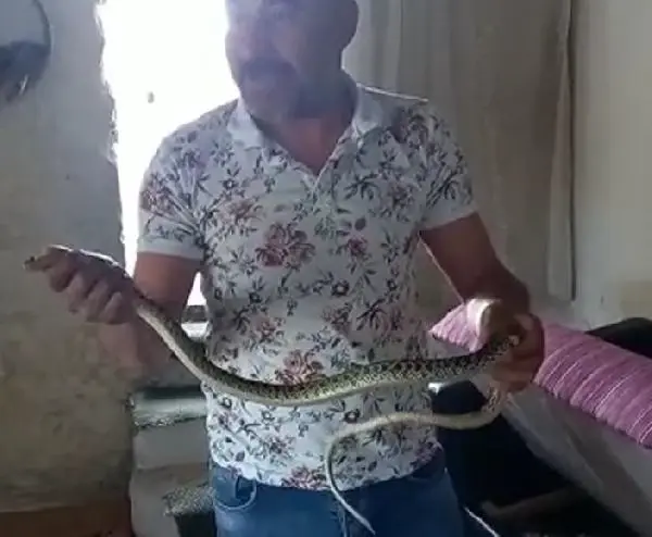 Çekyata giren yılan ev halkını korkuttu, komşu elleri ile yakaladı Çekyata giren yılan ev halkını korkuttu, komşu elleri ile yakaladı