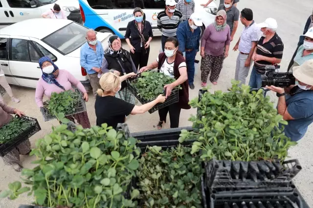 Çiftçilere organik tarım eğitimi verildi, çilek ve adaçayı fidesi dağıtıldı Çiftçilere organik tarım eğitimi verildi, çilek ve adaçayı fidesi dağıtıldı