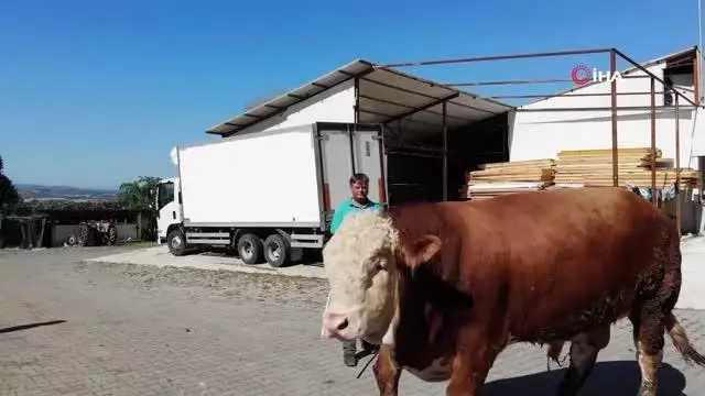 Çıktığı baskülü kıran boğa, ikinci el otomobil fiyatına satışta Çıktığı baskülü kıran boğa, ikinci el otomobil fiyatına satışta