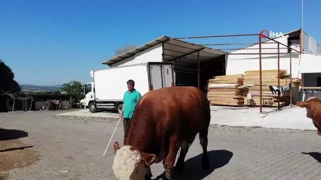 Çıktığı baskülü kıran boğa, ikinci el otomobil fiyatına satışta Çıktığı baskülü kıran boğa, ikinci el otomobil fiyatına satışta