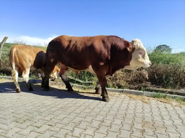 Çıktığı baskülü kıran 1 ton 150 kilogramlık boğa, ikinci el otomobil fiyatına alıcısını bekliyor Çıktığı baskülü kıran 1 ton 150 kilogramlık boğa, ikinci el otomobil fiyatına alıcısını bekliyor