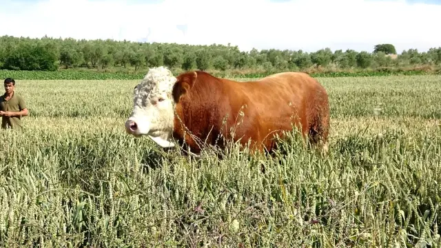 Çıktığı baskülü kıran 1 ton 150 kilogramlık boğa, ikinci el otomobil fiyatına alıcısını bekliyor Çıktığı baskülü kıran 1 ton 150 kilogramlık boğa, ikinci el otomobil fiyatına alıcısını bekliyor