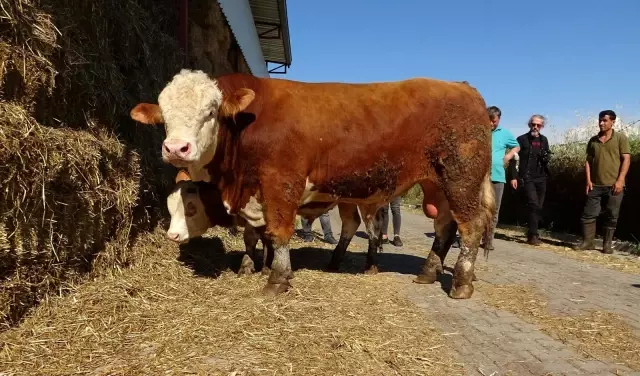 Çıktığı baskülü kıran 1 ton 150 kilogramlık boğa, ikinci el otomobil fiyatına alıcısını bekliyor Çıktığı baskülü kıran 1 ton 150 kilogramlık boğa, ikinci el otomobil fiyatına alıcısını bekliyor