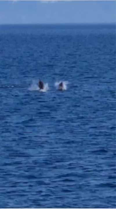 Çizgili Yunuslar Bodrum açıklarında görsel şölen sundu Çizgili Yunuslar Bodrum açıklarında görsel şölen sundu