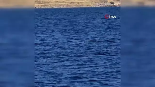 Çizgili Yunuslar Bodrum açıklarında görsel şölen sundu Çizgili Yunuslar Bodrum açıklarında görsel şölen sundu