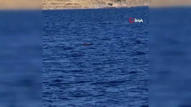 Çizgili Yunuslar Bodrum açıklarında görsel şölen sundu Çizgili Yunuslar Bodrum açıklarında görsel şölen sundu