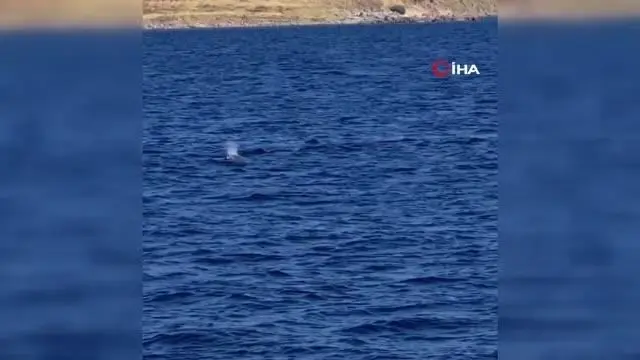 Çizgili Yunuslar Bodrum açıklarında görsel şölen sundu Çizgili Yunuslar Bodrum açıklarında görsel şölen sundu
