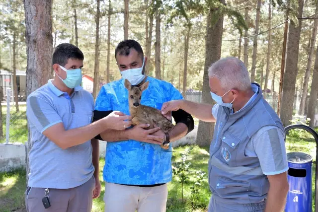 Ormanda bulunan 2 aylık karaca yavrusu koruma altına alındı Ormanda bulunan 2 aylık karaca yavrusu koruma altına alındı