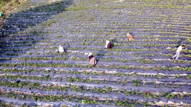 Dağ ilçelerinde imeceyle çilek hasadı başladı Dağ ilçelerinde imeceyle çilek hasadı başladı