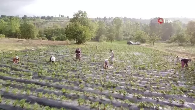 Dağ ilçelerinde imeceyle çilek hasadı başladı Dağ ilçelerinde imeceyle çilek hasadı başladı