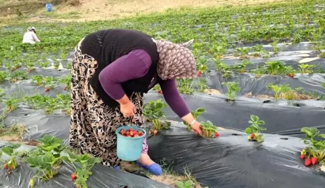 Dağ ilçelerinde imeceyle çilek hasadı başladı Dağ ilçelerinde imeceyle çilek hasadı başladı