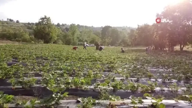 Dağ ilçelerinde imeceyle çilek hasadı başladı Dağ ilçelerinde imeceyle çilek hasadı başladı