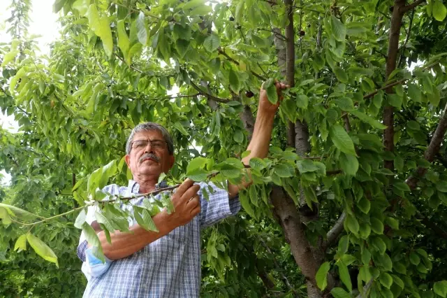 Dalbastı kirazında hasat başladı, rekolte düşük kaldı Dalbastı kirazında hasat başladı, rekolte düşük kaldı