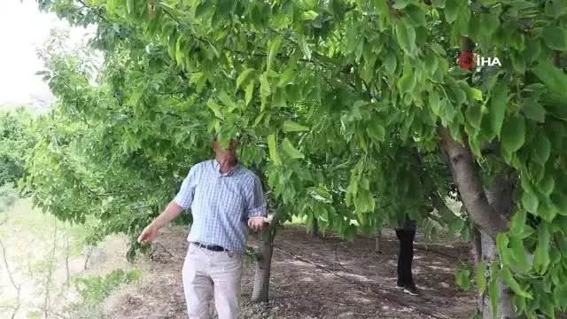 Dalbastı kirazında hasat başladı, rekolte düşük kaldı Dalbastı kirazında hasat başladı, rekolte düşük kaldı