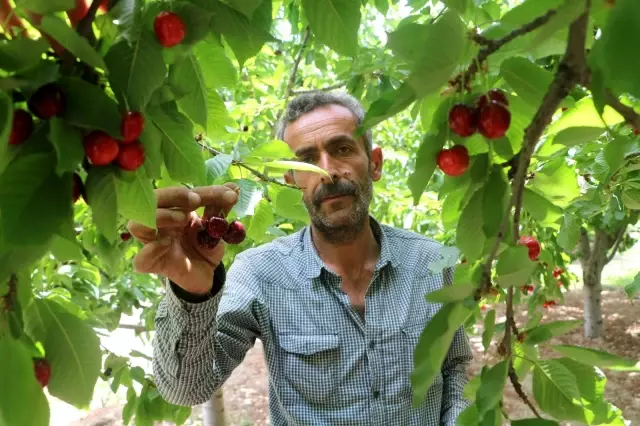 Dalbastı kirazında hasat başladı, rekolte düşük kaldı Dalbastı kirazında hasat başladı, rekolte düşük kaldı