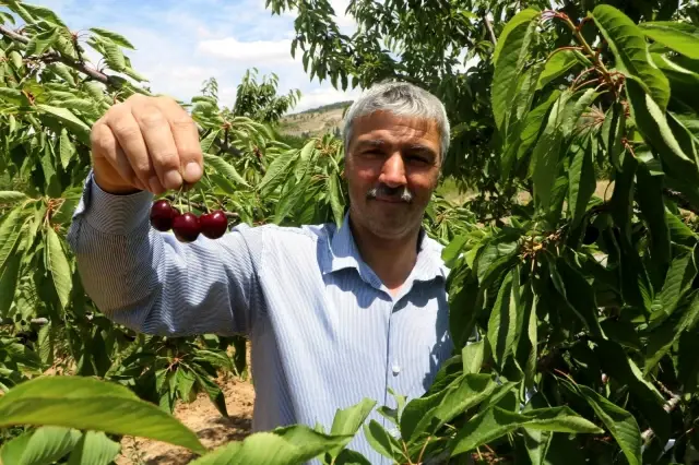 Dalbastı kirazında hasat başladı, rekolte düşük kaldı Dalbastı kirazında hasat başladı, rekolte düşük kaldı