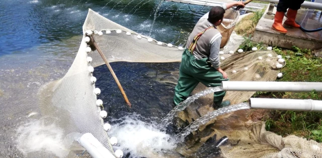 Denizi olmayan Erzurum'dan balık üretimi