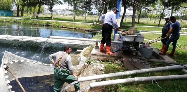 Denizi olmayan Erzurum'dan balık üretimi