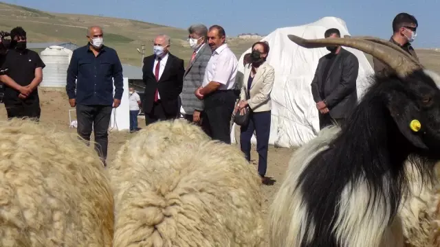 Devlet teşvikleriyle pandemi döneminde hayvancılığa ilgi arttı Devlet teşvikleriyle pandemi döneminde hayvancılığa ilgi arttı