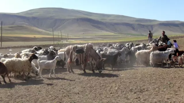 Devlet teşvikleriyle pandemi döneminde hayvancılığa ilgi arttı Devlet teşvikleriyle pandemi döneminde hayvancılığa ilgi arttı