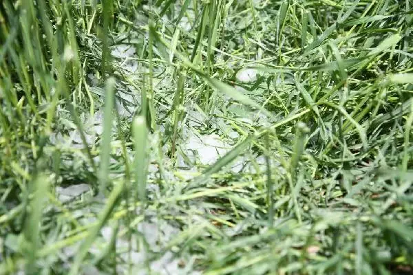 Dolu yağışı ekili arazilerde hasara neden oldu Dolu yağışı ekili arazilerde hasara neden oldu