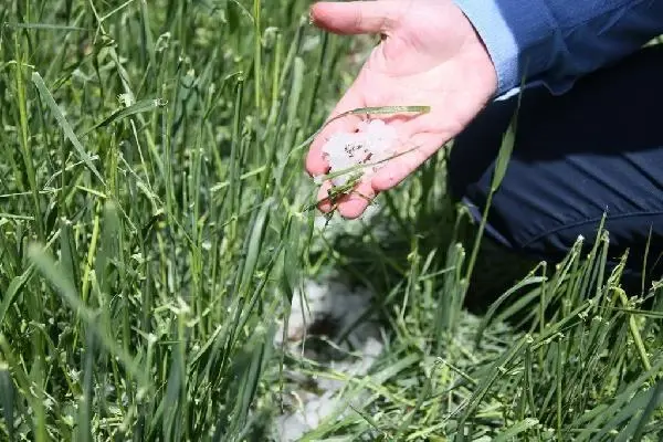 Dolu yağışı ekili arazilerde hasara neden oldu Dolu yağışı ekili arazilerde hasara neden oldu