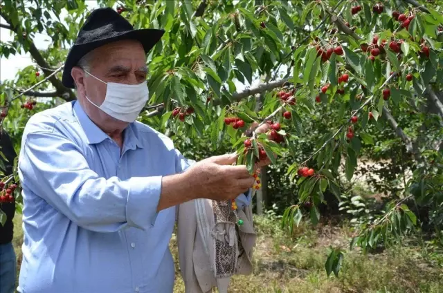 Edirne'de huzurevi sakinleri kiraz hasadına katıldı Edirne'de huzurevi sakinleri kiraz hasadına katıldı