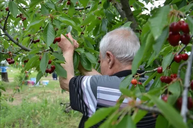 Edirne'de huzurevi sakinleri kiraz hasadına katıldı Edirne'de huzurevi sakinleri kiraz hasadına katıldı