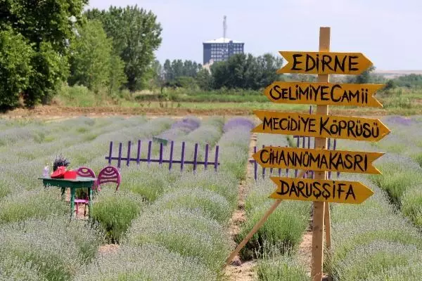 EDİRNE'DE 'LAVANTA TARLA GÜNLERİ' İLE MOR BAHÇELER ŞENLENDİ EDİRNE'DE 'LAVANTA TARLA GÜNLERİ' İLE MOR BAHÇELER ŞENLENDİ