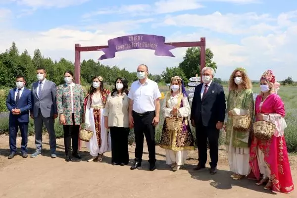 EDİRNE'DE 'LAVANTA TARLA GÜNLERİ' İLE MOR BAHÇELER ŞENLENDİ EDİRNE'DE 'LAVANTA TARLA GÜNLERİ' İLE MOR BAHÇELER ŞENLENDİ