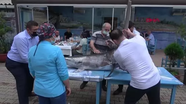 Saros Körfezi'nde yakalanan dev kılıç balığı ilgi gördü Saros Körfezi'nde yakalanan dev kılıç balığı ilgi gördü