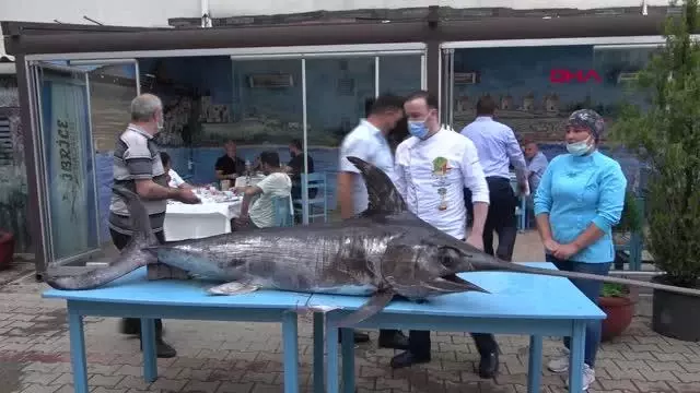 Saros Körfezi'nde yakalanan dev kılıç balığı ilgi gördü Saros Körfezi'nde yakalanan dev kılıç balığı ilgi gördü