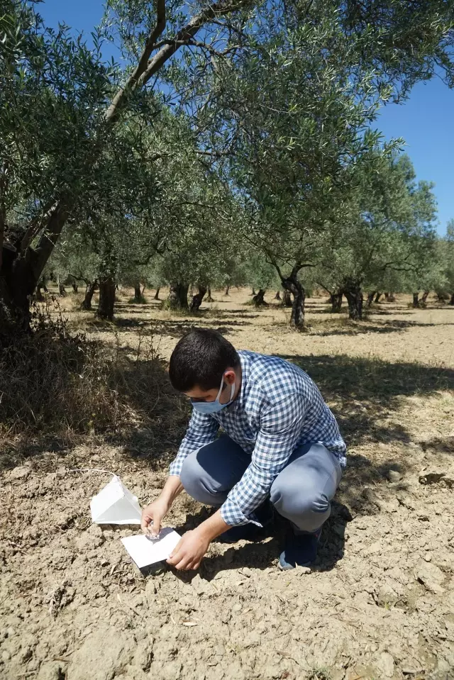 Edremit Körfezi'nde zeytin güvesi ile mücadele için tuzaklama çalışması başlatıldı Edremit Körfezi'nde zeytin güvesi ile mücadele için tuzaklama çalışması başlatıldı