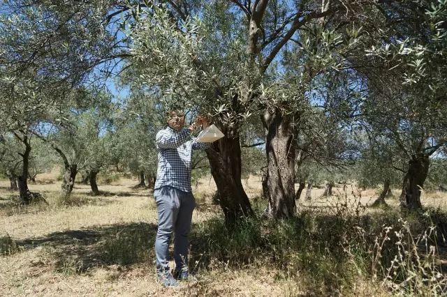 Edremit Körfezi'nde zeytin güvesi ile mücadele için tuzaklama çalışması başlatıldı Edremit Körfezi'nde zeytin güvesi ile mücadele için tuzaklama çalışması başlatıldı