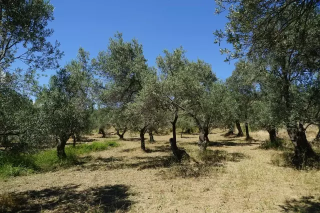 Edremit Körfezi'nde zeytin güvesi ile mücadele için tuzaklama çalışması başlatıldı Edremit Körfezi'nde zeytin güvesi ile mücadele için tuzaklama çalışması başlatıldı
