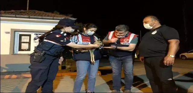 Ekiplerden yolda bulunan yavru karacaya şefkat eli Ekiplerden yolda bulunan yavru karacaya şefkat eli