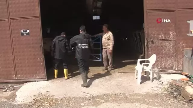 Erzincan'da hayvanlar kenelere karşı ilaçlanıyor Erzincan'da hayvanlar kenelere karşı ilaçlanıyor