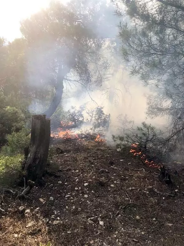 Son dakika haberi: Eskişehir'de 2 noktada çıkan orman yangınları erken müdahaleyle söndürüldü Son dakika haberi: Eskişehir'de 2 noktada çıkan orman yangınları erken müdahaleyle söndürüldü