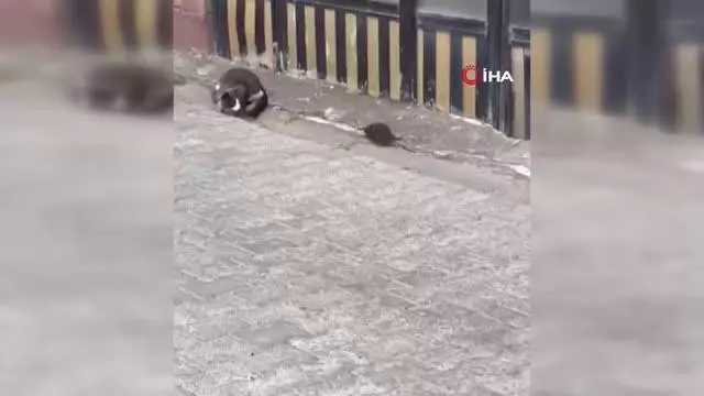 Fare kediye meydan okursa Fare kediye meydan okursa